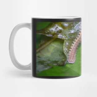 Unique and organic photo of a Polydesmid millipede Mug